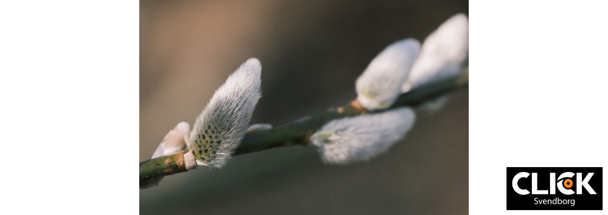 Guide til makrofotografering
