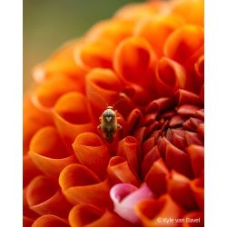 Sony FE 100mm F2.8 Macro GM OS