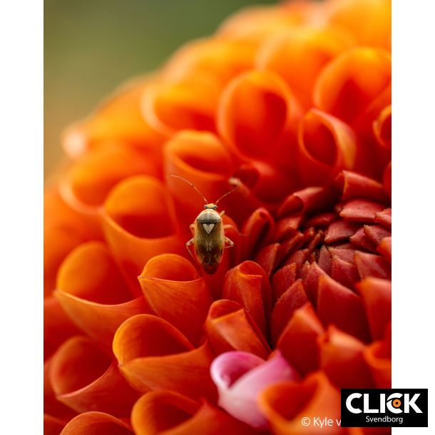 Sony FE 100mm F2.8 Macro GM OS