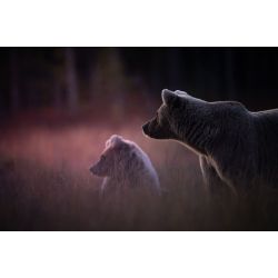 Min rejse ind i fotografiets verden med Mads GDahl (d. 26. februar kl. 18,30)