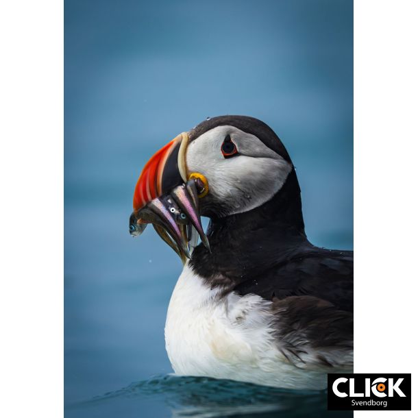 Min rejse ind i fotografiets verden med Mads GDahl (d. 26. februar kl. 18,30)